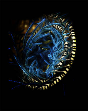 Blue Spiral Crinoid (Echinodermata crinoidea)
