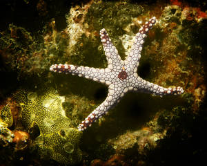 Dancing Star Red Tile Sea Star (Fromia monilis)