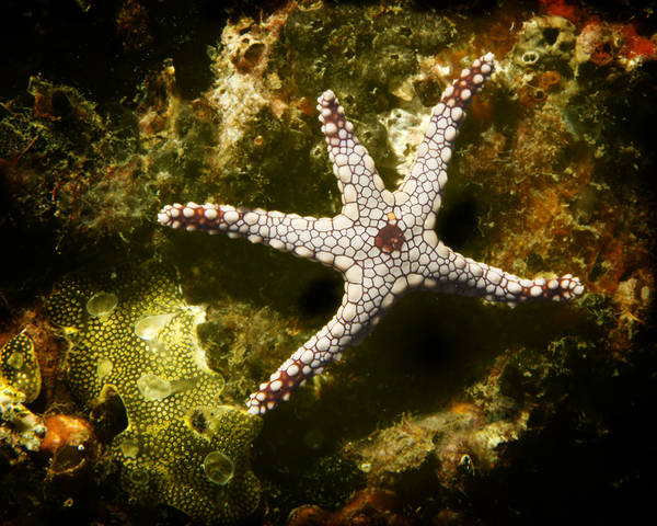 Dancing Star Red Tile Sea Star (Fromia monilis)