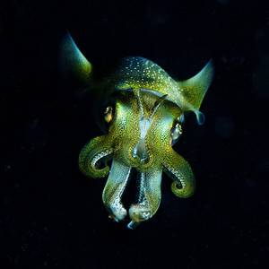 Dark Eyes Bigfin Reef Squid (Sepioteuthis lessoniana)
