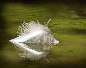 Flotsam Feather Kingfisher Feather