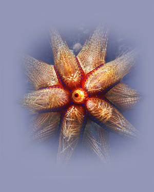 Glowing Fire Radiant Sea Urchin (Astropyga radiata)