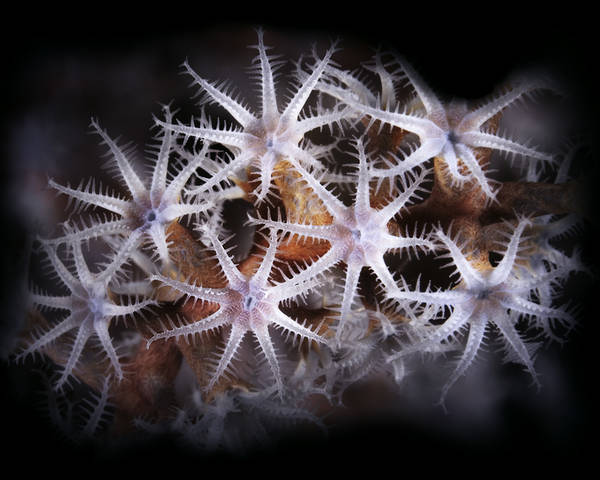 Porcelain Stars Soft Coral (Dendronephthya sp)