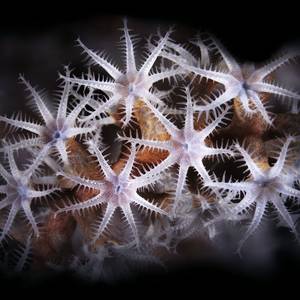 Porcelain Stars Soft Coral (Dendronephthya sp)