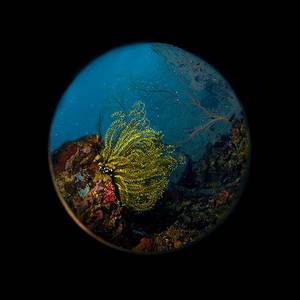 Underwater World Living Reef