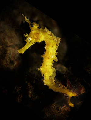 Yellow Seahorse(Hippocampus kuda)