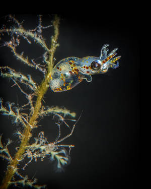 Baby Bobtail Squid (Sepiola sp)