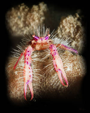 Harry S. Lobster Hairy Squat Lobster (Lauriea siagiani)