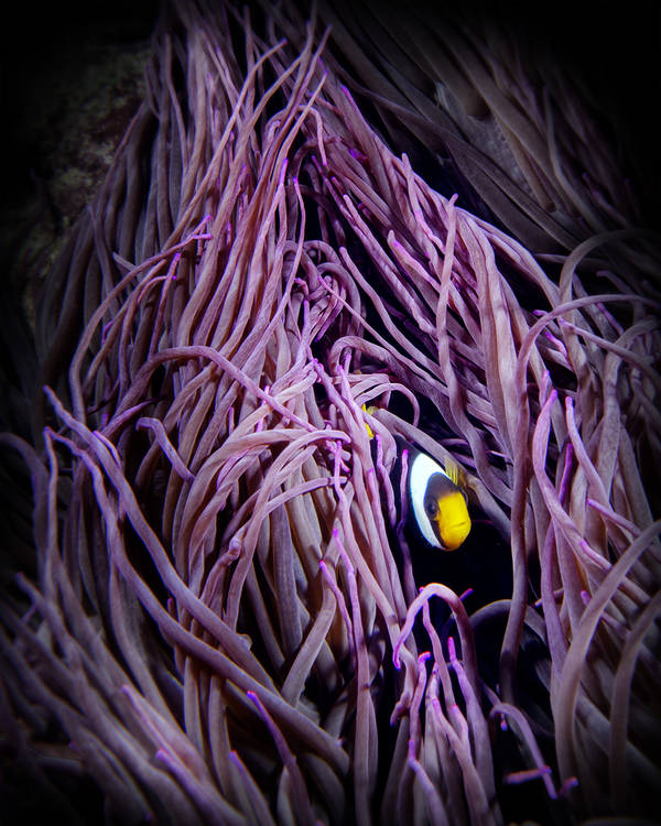 AF Lavender Field Adult Clark’s Anemone Fish (Amphiprion clarkii) on Long Tentacle Anemone (Macrodactyla doreensis)
