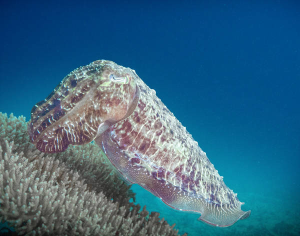 Coral Impersonator Broadclub Cuttlefish (Sepia latimanus)