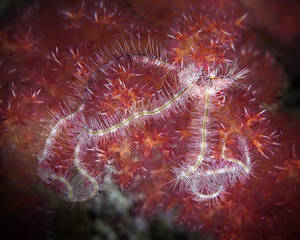 Forbidden Beauty Spiny Brittle Star of Soft Coral (Ophiothrix spiculata on Dendronephthya sp.)