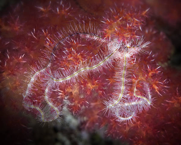 Forbidden Beauty Spiny Brittle Star of Soft Coral (Ophiothrix spiculata on Dendronephthya sp.)