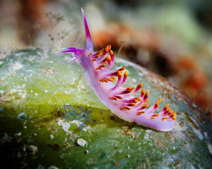 Top of the World Nudibranch (Cuthona sibogae)