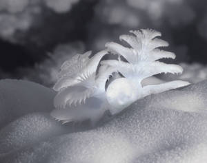 Snow Globe Christmas Tree Worm (polychaeta Spirobranchus)on coral