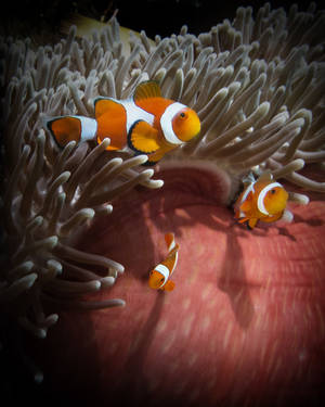 Three Anemonefish (Amphiprion percula) in Magnificent Anemone (Hecteratis magnifica)
