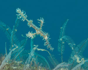 Young Ghost Juvenile Ornate Ghost Pipefish (Solenostomus paradoxus)