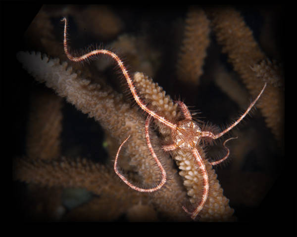 Double Five Spiny Brittle Star (Ophiothrix foveolata)