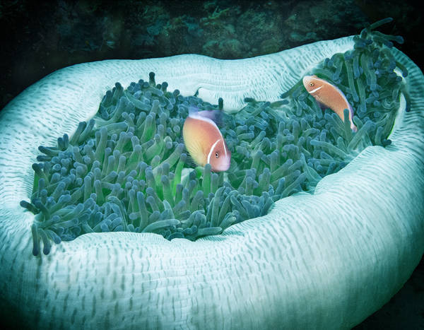 Enfolded #1 Pink Anemonefish (Amphiprion perideraion) in Magnificent Anemone (Heteractis magnifica)
