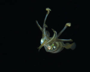 I Can Fly Bigfin Reef Squid (Sepioteuthis lessoniana)