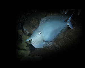 I Cannot Tell a Lie. Oops! Whitemargin Unicornfish (Naso annulatus)