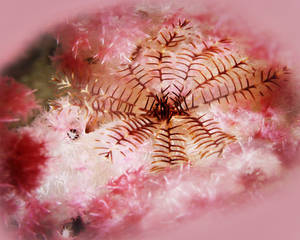 Inner Stars Crinoid (Echinodermata crinoidea) on Soft Coral (Alcyonacea sp)
