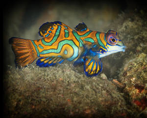 Mandarin Fish (Synchiropus splendidus)
