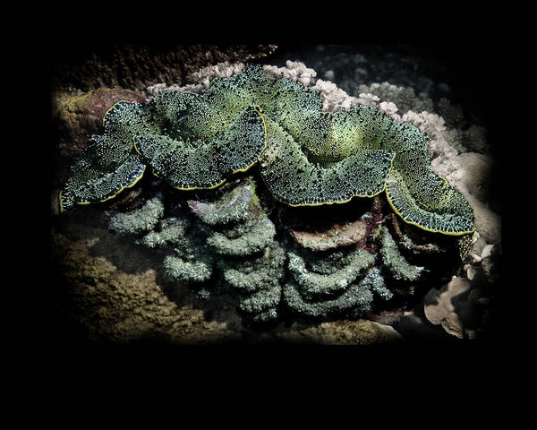 Small Giant Clam with Yellow/Green Mantle (Tridacna maxima)