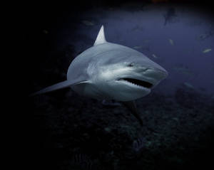 Bull Shark (Carcharhinus Leucas)