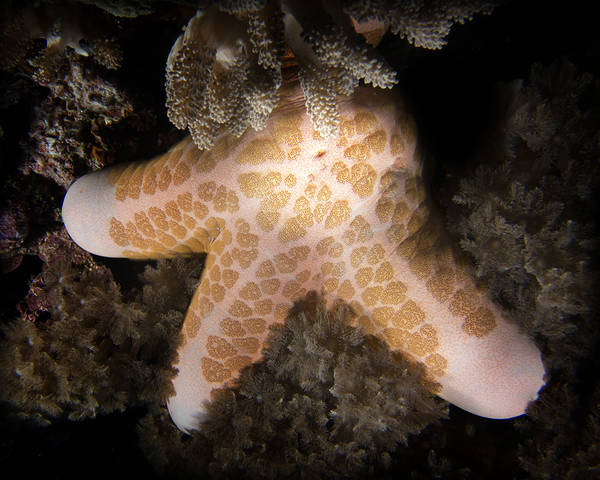 Hidden Star Granulated/Cushion/Doughboy Sea Star (Choriaster granulatus)