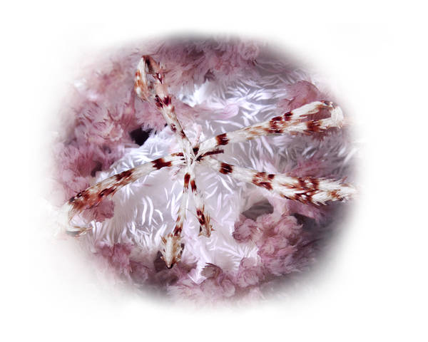 Star Passing Crinoid (Echinodermata crinoidea) on Soft Coral (Alcyonacea sp)