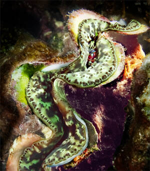 Bookmark-Small Giant Clam Mottled