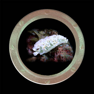 Coaster-White Lettuce