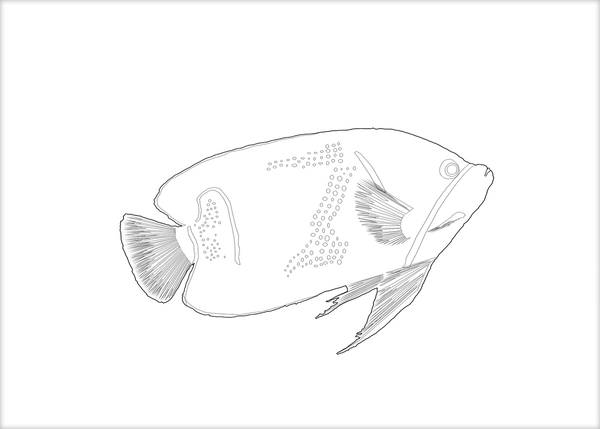 Coloring Cards - Angelfish