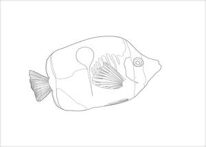 Coloring Cards - Butterfly Fish