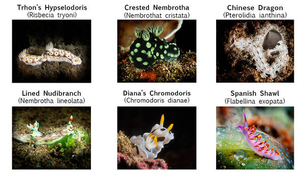 Coloring Cards - Nudibranchs - SS02