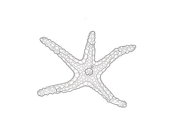Coloring Cards - Sea Stars