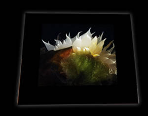 Keepsake Box-Nudibranch Blossom