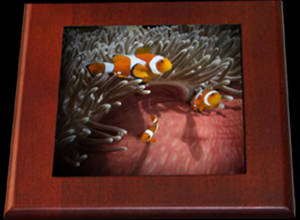 Keepsake Box-Three Anemone Fish