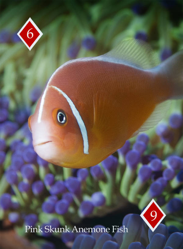 Playing Card - Anemone Fish 6 Diamond