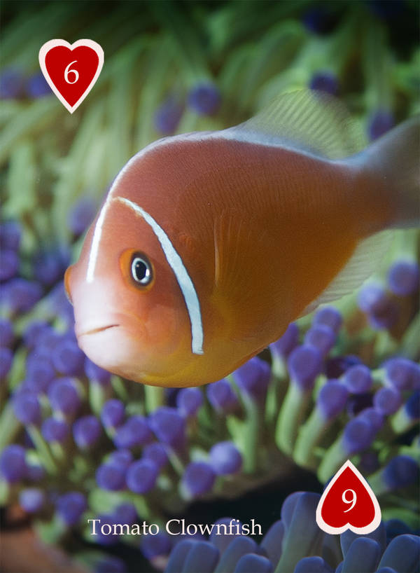 Playing Card - Anemone Fish 6 Heart