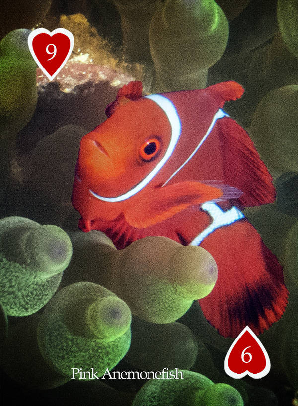 Playing Card - Anemone Fish 9 Heart