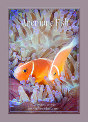 Playing Card - Anemone Fish Back