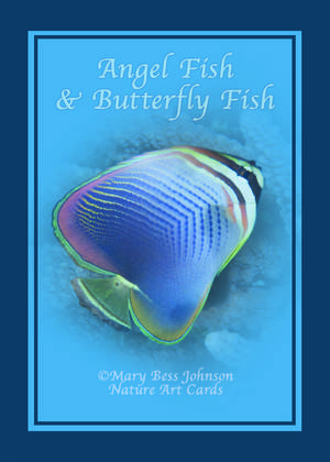 Playing Card - Angel Fish & Butterfly Fish Back