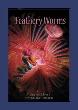 Playing Card - Feathery Worms Back