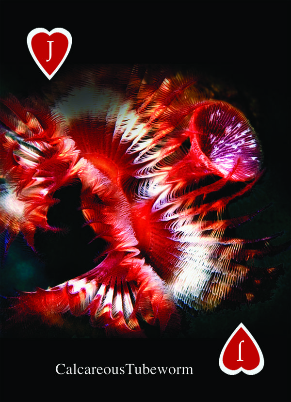 Playing Card - Feathery Worms Jack Hearts