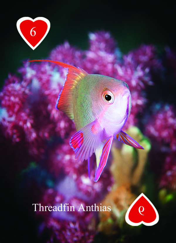 Playing Card - Jewels Of The Reef 6 Hearts