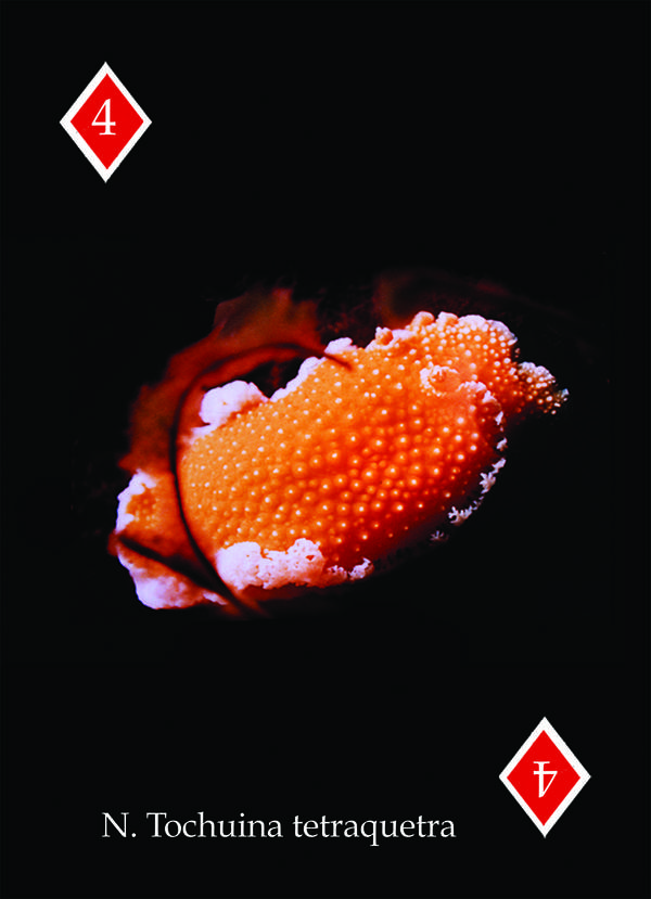 Playing Card - Nudibranchs & Sea Slugs 4 Diamonds