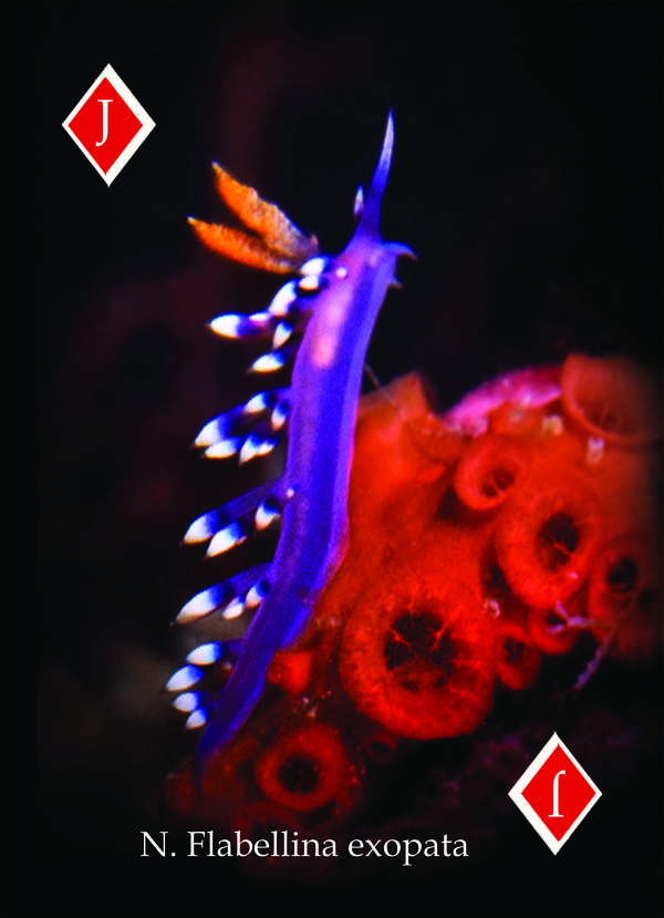 Playing Card - Nudibranchs & Sea Slugs Jack Diamonds