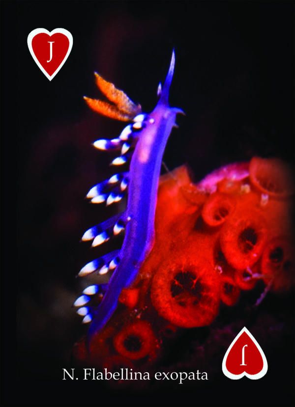 Playing Card - Nudibranchs & Sea Slugs Jack Hearts