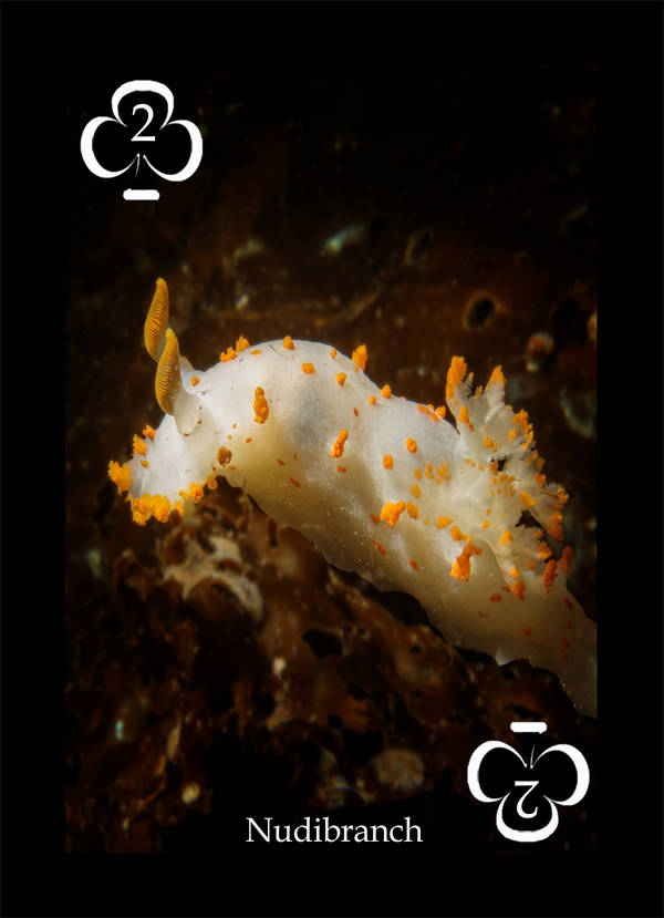 Playing Card - Pacific Northwest Marine Life 2 Clubs